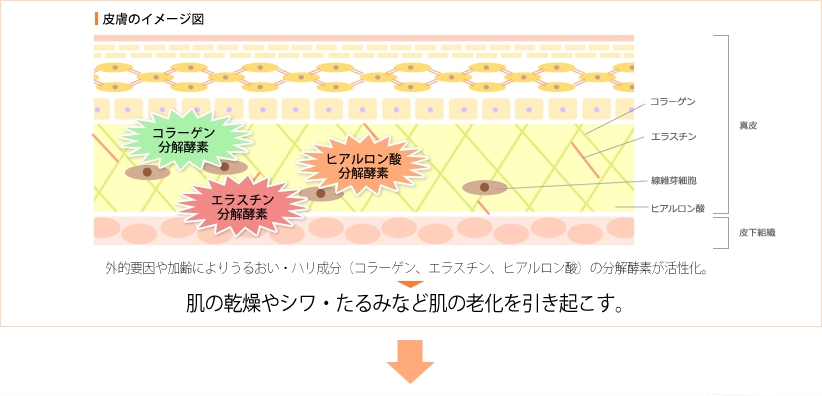 皮膚のイメージ図「外敵要因や加齢によりうるおい・ハリ成分（コラーゲン、エラスチン、ヒアルロン酸）の分解酵素が活性化。肌の乾燥やシワ・たるみなど肌の老化を引き起こす。」